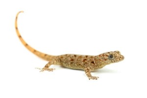 Gonatodes albogularis fuscus